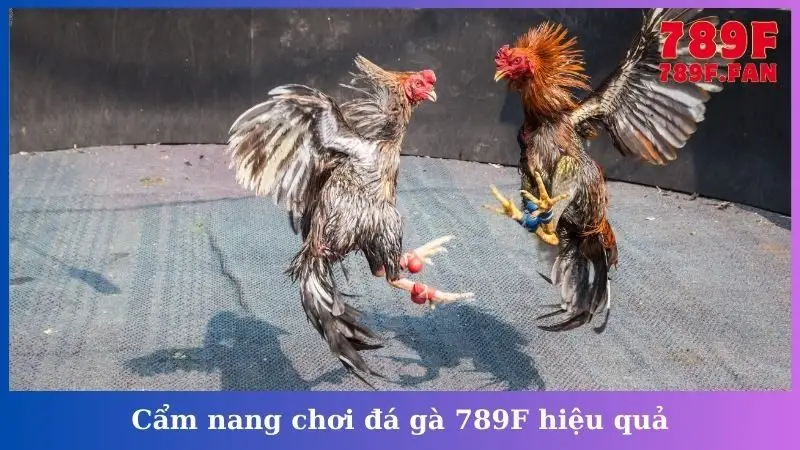Cẩm nang chơi đá gà 789F hiệu quả